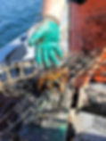 Released lobster.jpg