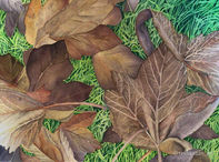 Botanical watercolour painting featuring leaves and natural textures by Tevfik Özan