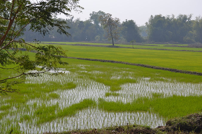 sam rit rice field.jpg
