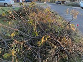 Yard debris removal in Land O' Lakes Florida, Yard debris removal in Wesley Chapel Florida, Yard debris removal in Lutz Florida
