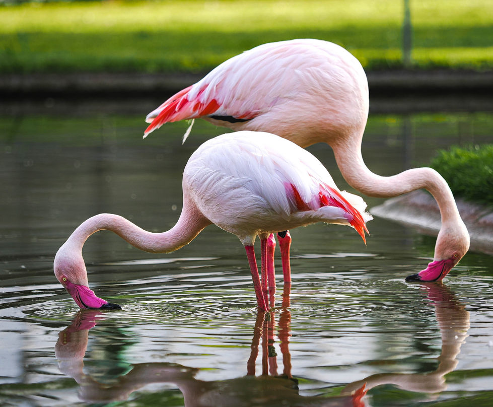 Flamingo Mirrors