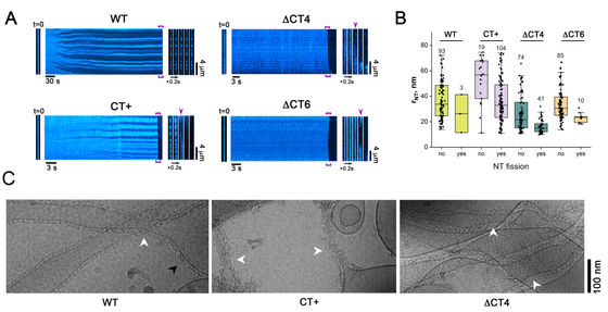 Drp1 has a small allosteric switch on its C terminus