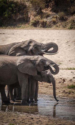 Tarangire National Park - Elephants drinking water.jpg