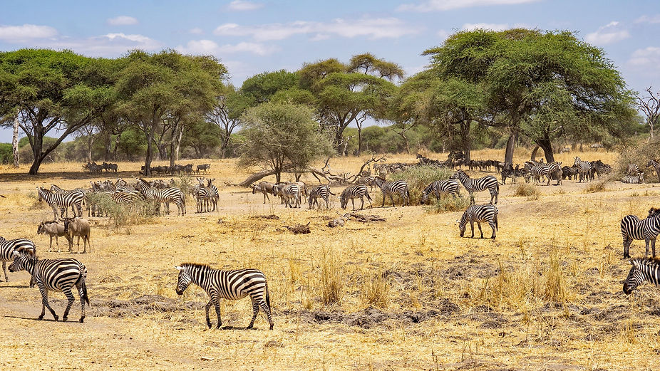 jurgen_bierlein-zebra-7416165_1920.jpg