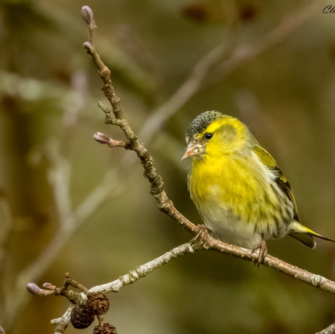 Male Siskin