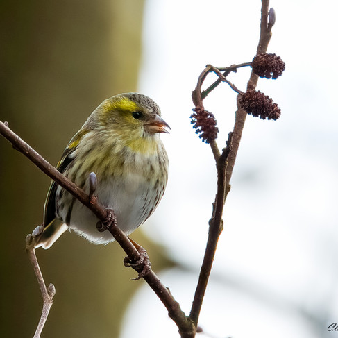 Female Siskin