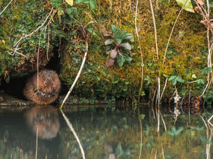 Cecilly Brook & Hales Hall Pool: Cheadle's Vital Wildlife Corridor