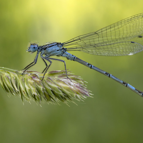 Common Blue Damselfly