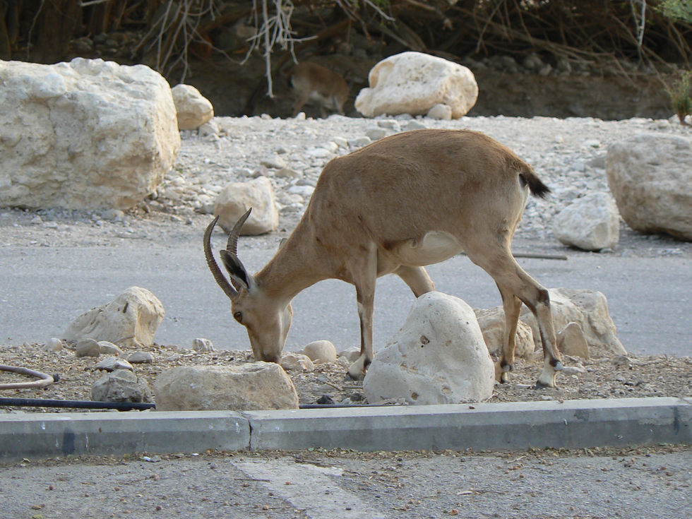 Ein Gedi nature reserve