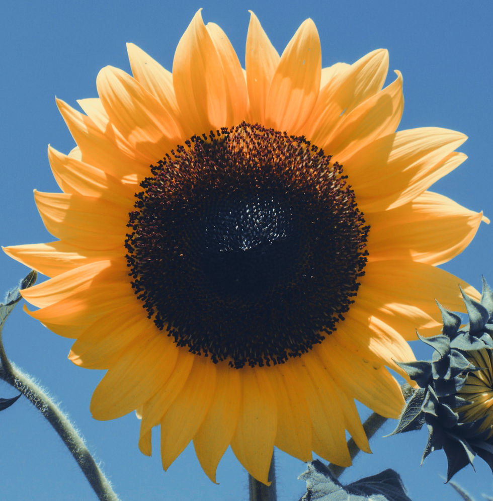Bright Yellow Sunflower