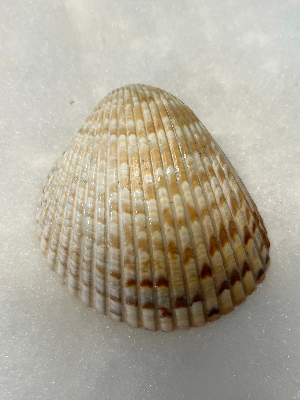 Thumbnail: Midnight Storm seashell