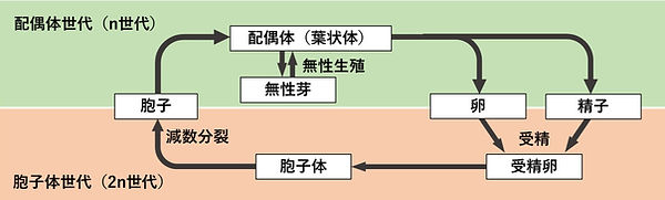 生活環_edited.jpg