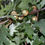 Thumbnail: Northern Red Oak