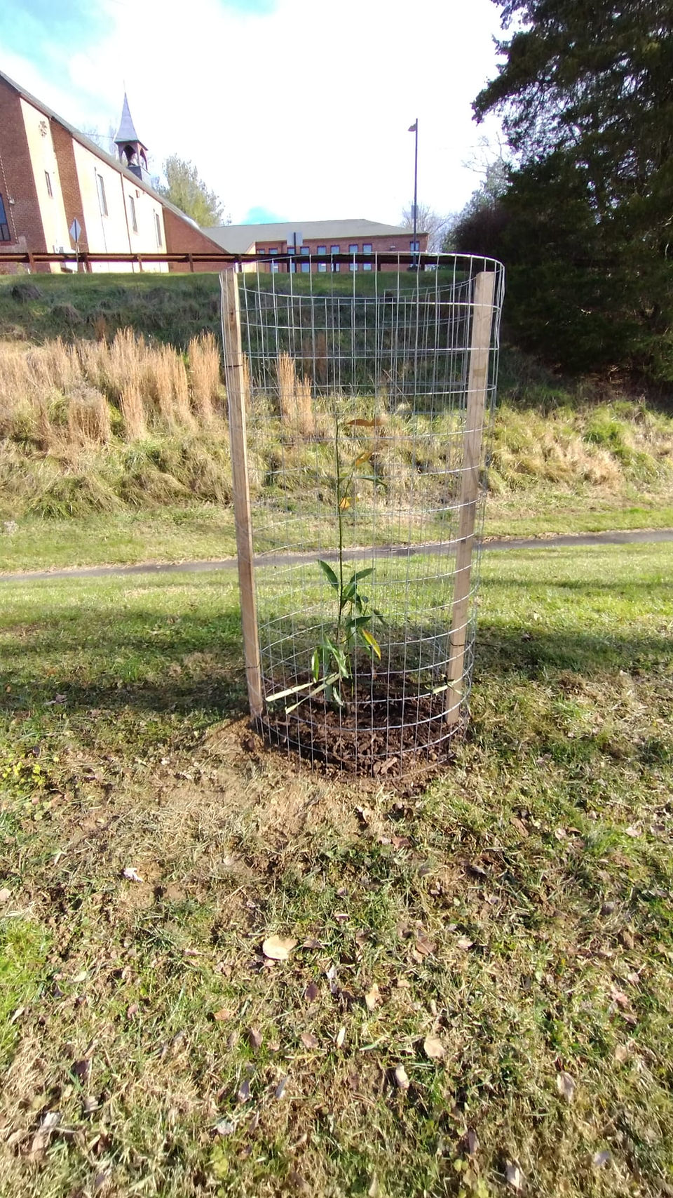 St Peters Tree Planting 2