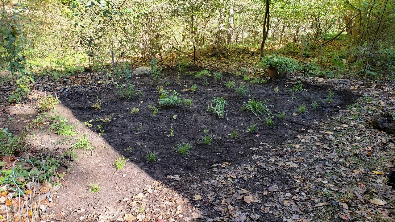Picture of finished project. 250 sq ft of conservation landscape featuring 80 native perennials 