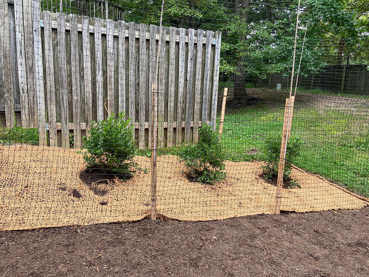 shrubs planted through coir matting along side of  a house