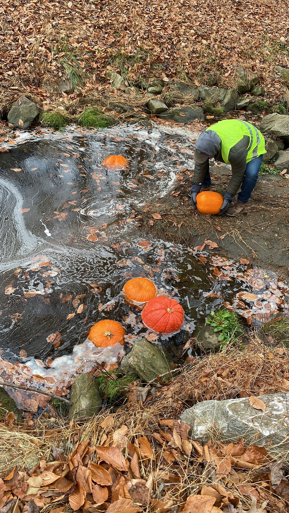 Pumpkin removal from stream, DPW site