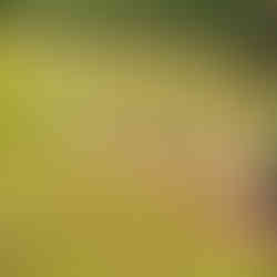 Field with trees in tubes lined up