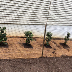 shrubs planted through coir matting along side of  a house