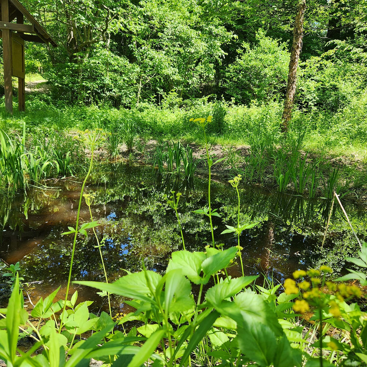 HCC Vernal Pool 1 yr later