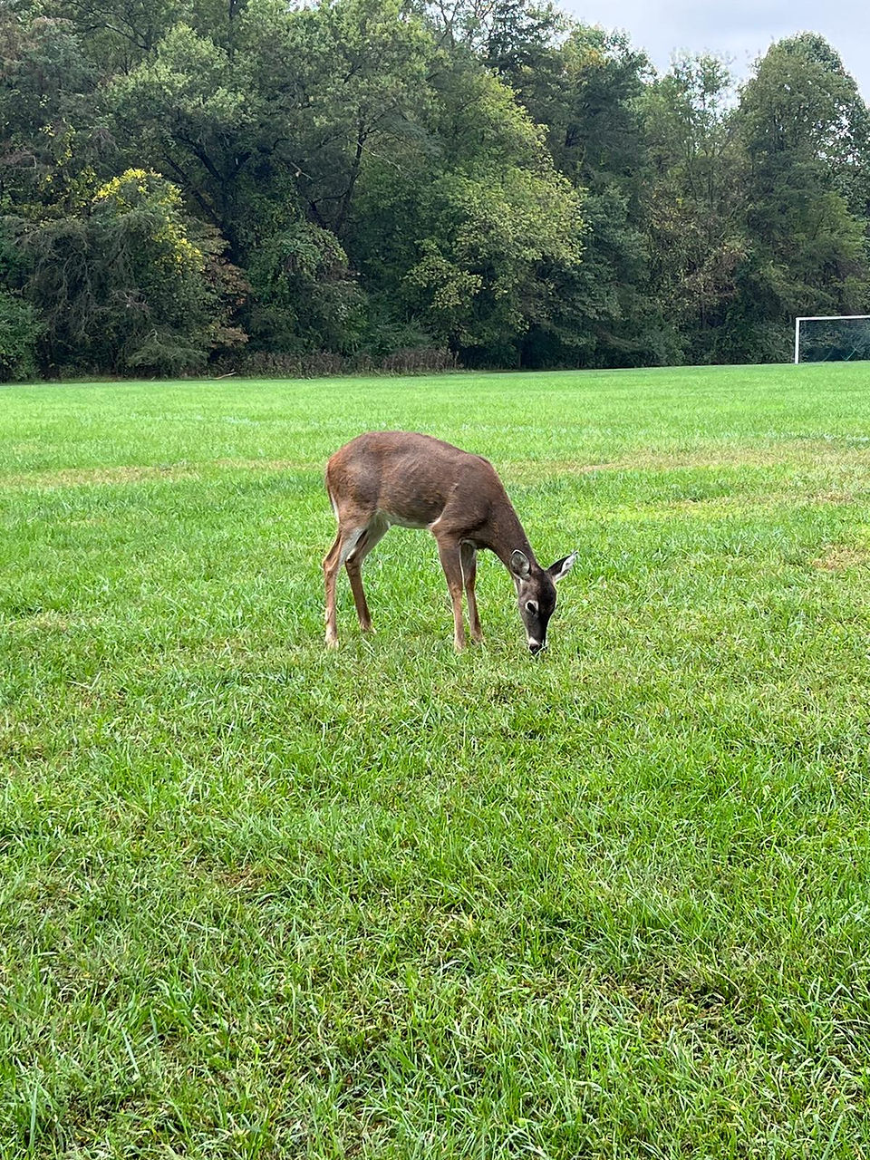 Deer grazing on grass field