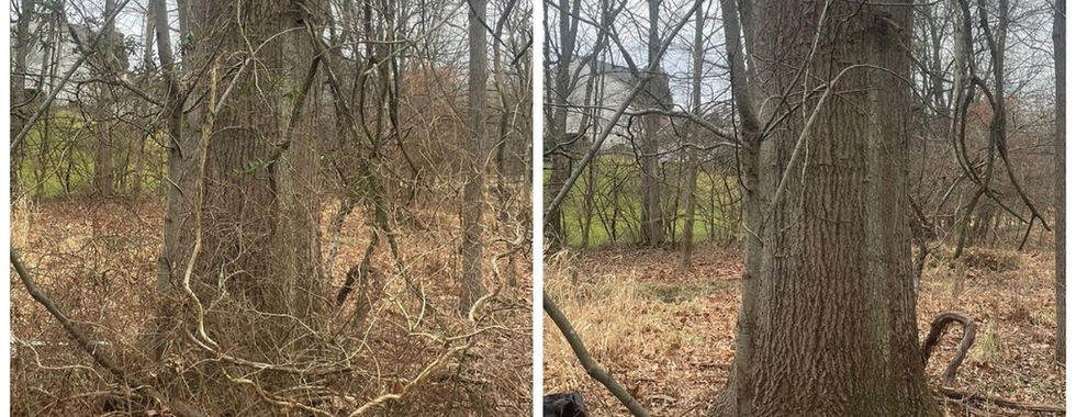 Before and After invasive bush at base of tree and with the bush gone