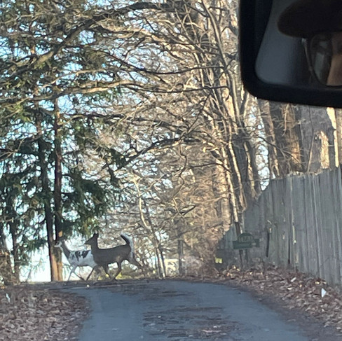 Spotted white deer and brown deer crossing road and pictured by crew member in vehicle