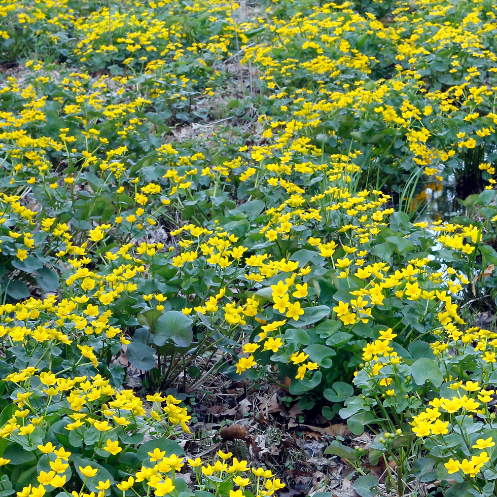 Thumbnail: Marsh Marigold