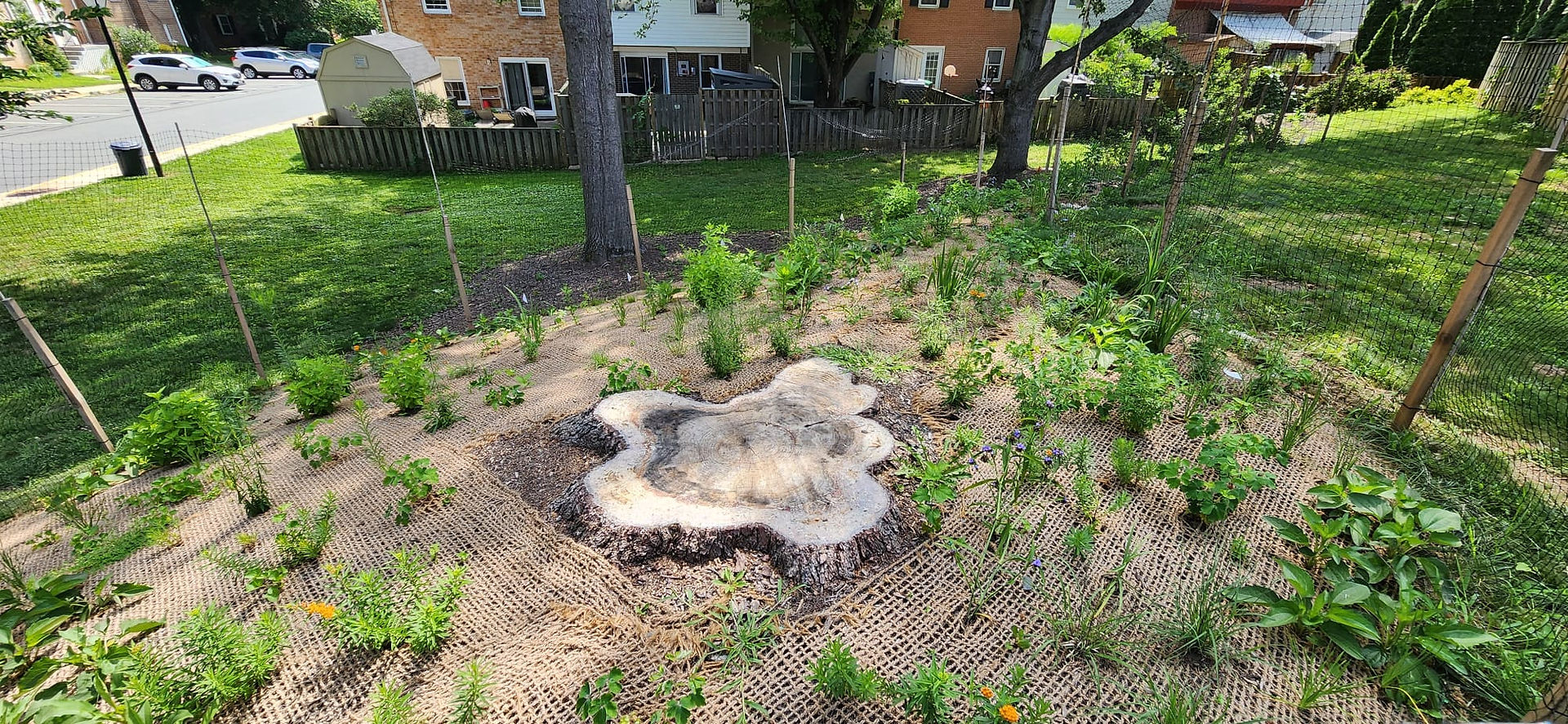Forest Management at Holly Hills