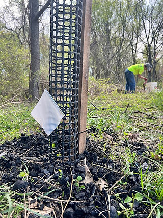 New tree marked