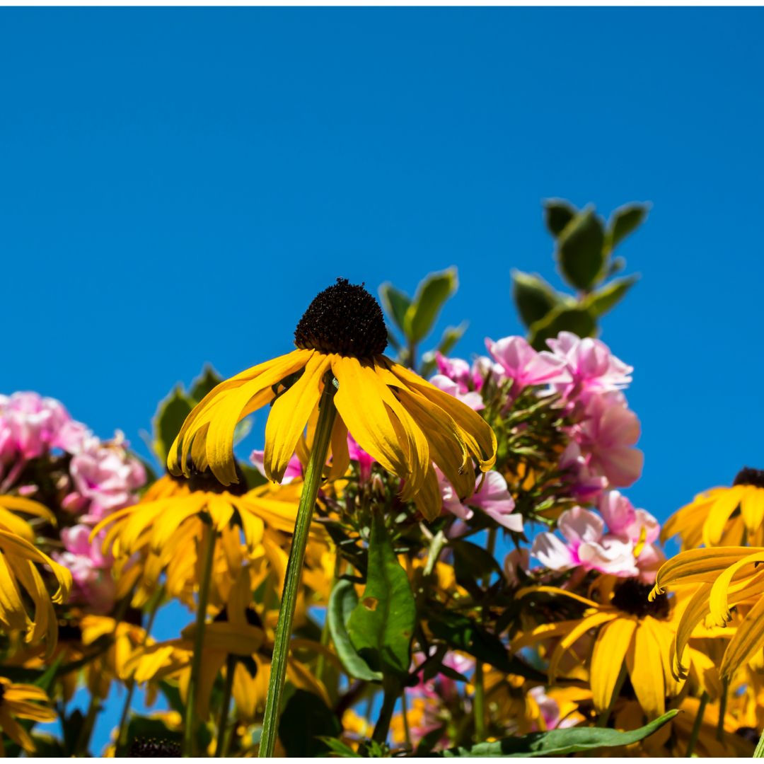 Pollinator Native Seed Mix Packet
