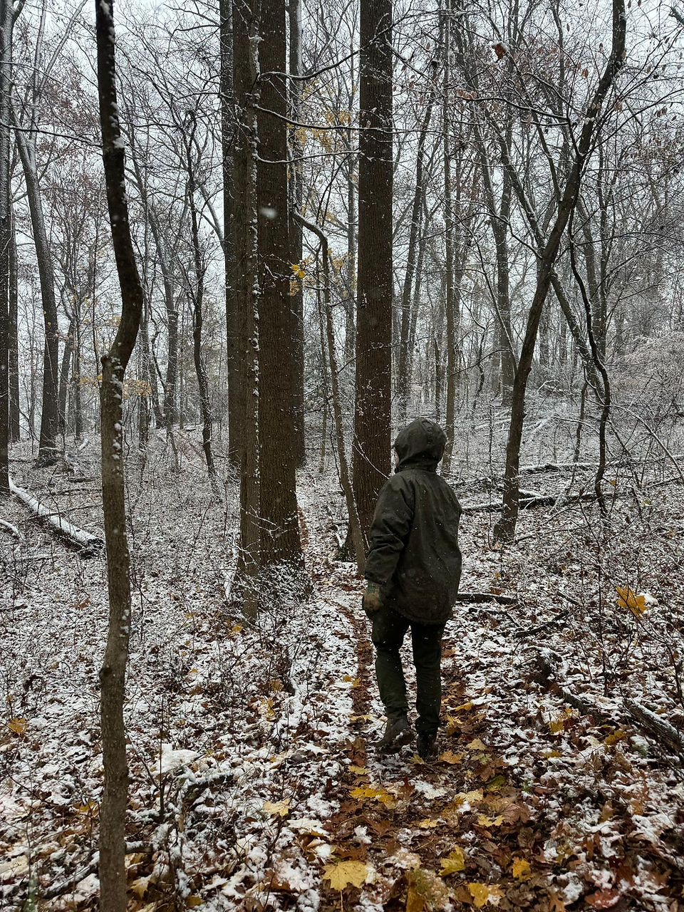 One day of snow, crew in woods looking up at tree