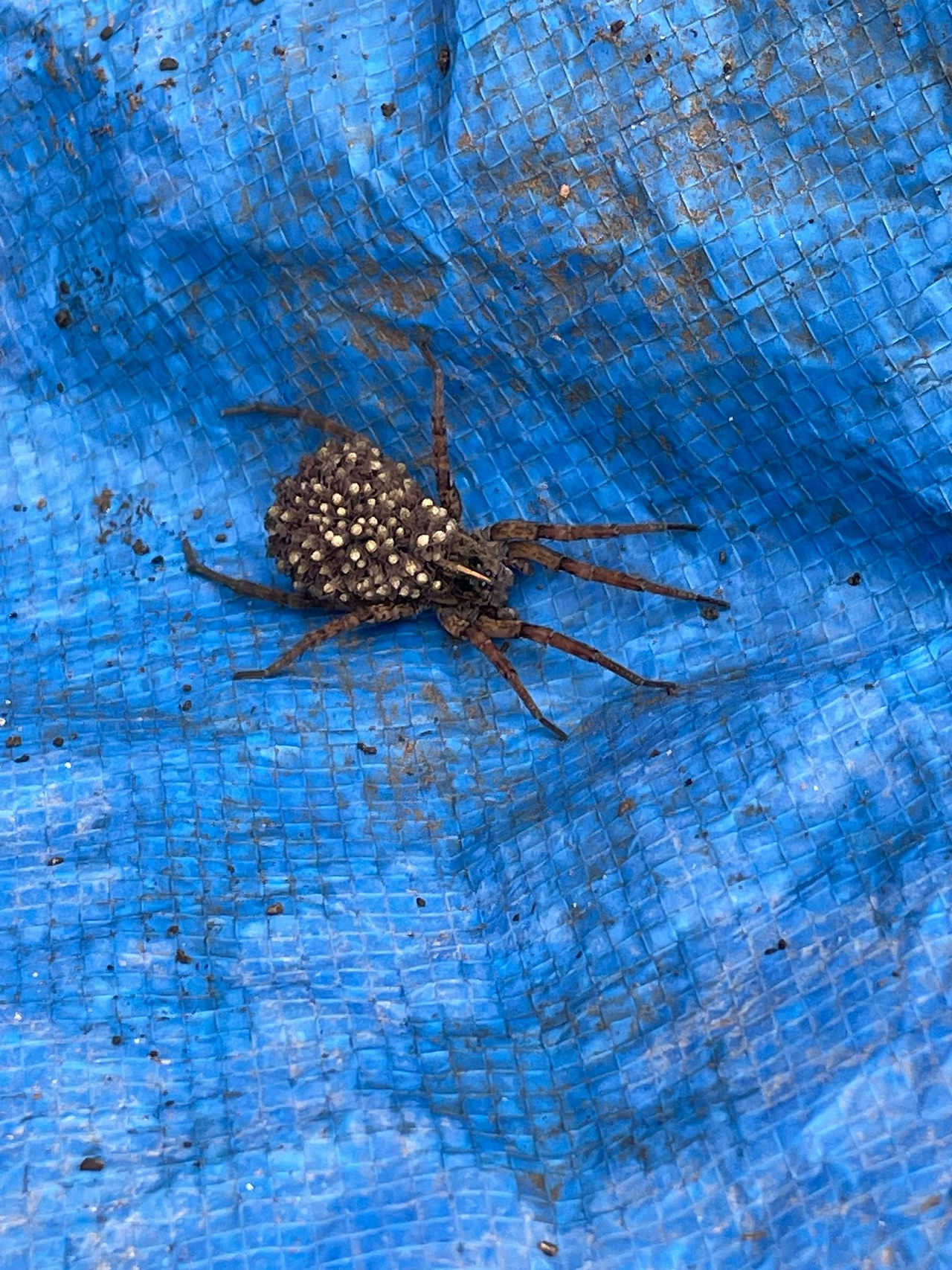 Spider with eggs