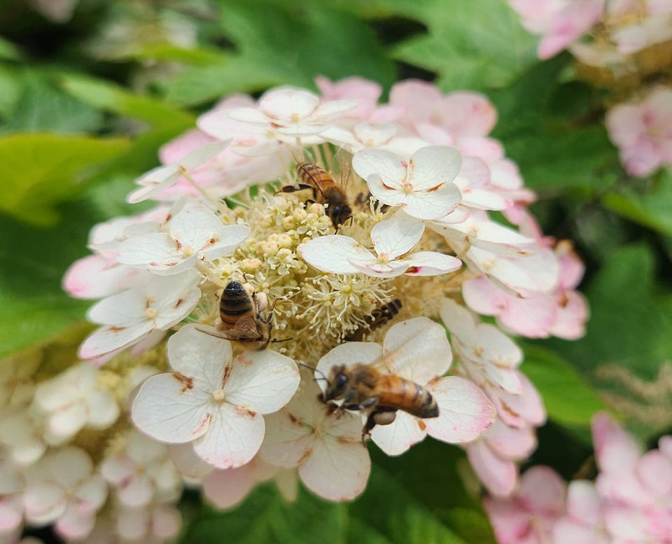 Hydrangea and bees 
