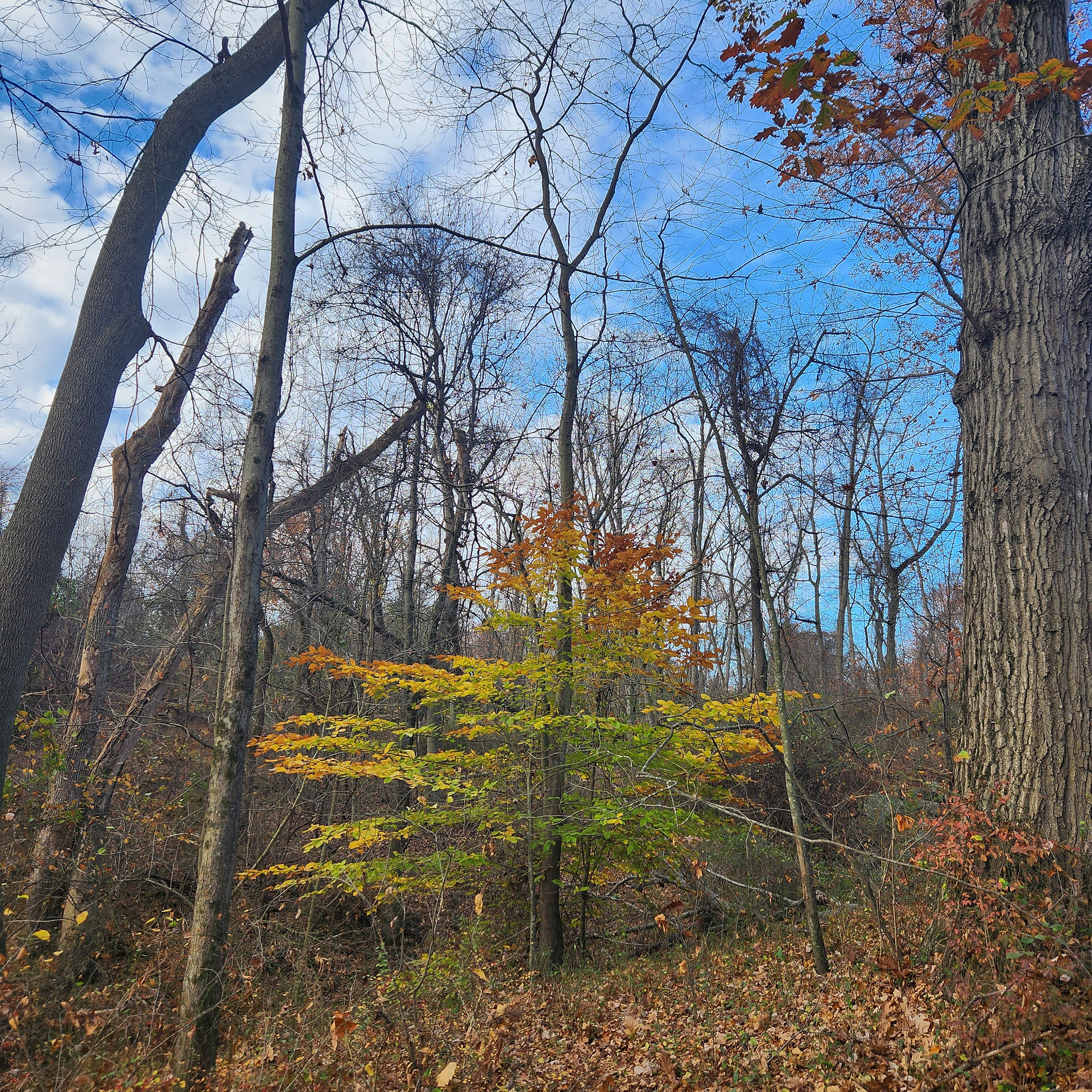 Young tree with a beautiful gradient of leaves from red, orange, yellow, and green