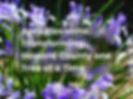 Iris Background. Text: April Blossoms: Transforming Howard County One Tree at a Time
