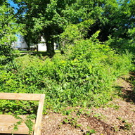 After project: Invasives have been removed 