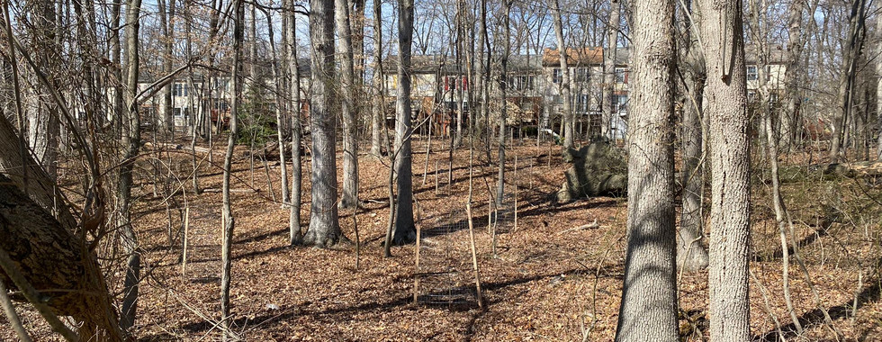 Ellicott Mills Tree Planting: in the woods
