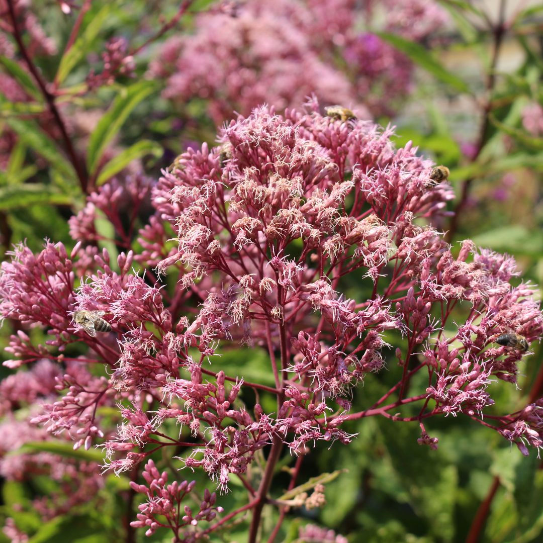 Spotted Joe-Pye Weed