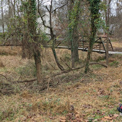 After photo of invasive vine removed with bridge and trees becoming more visable