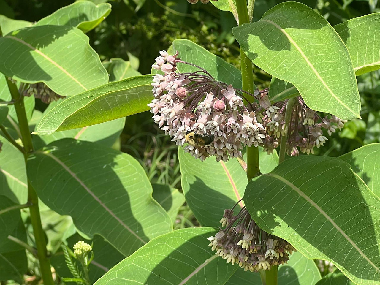 Milkweed and bee 