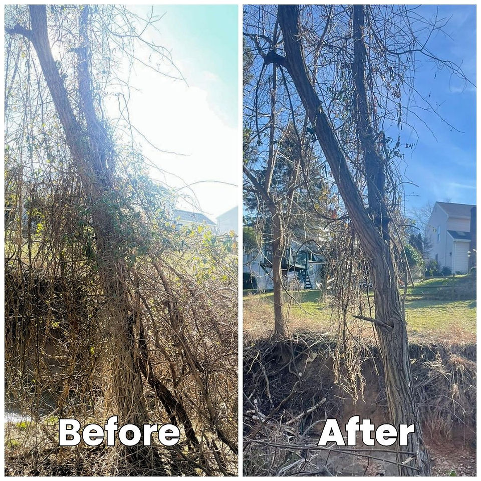 Before and After: Vine climbing up a tree and post vine removal