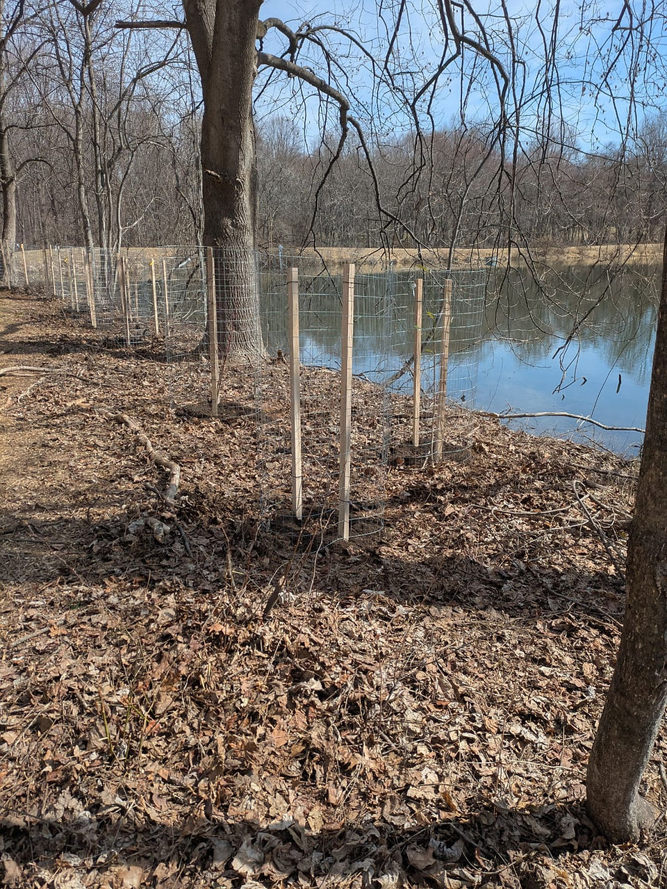 New tree plantings in their cages supported by wooden stakes near the edge of a lake during winter, but no snow. 