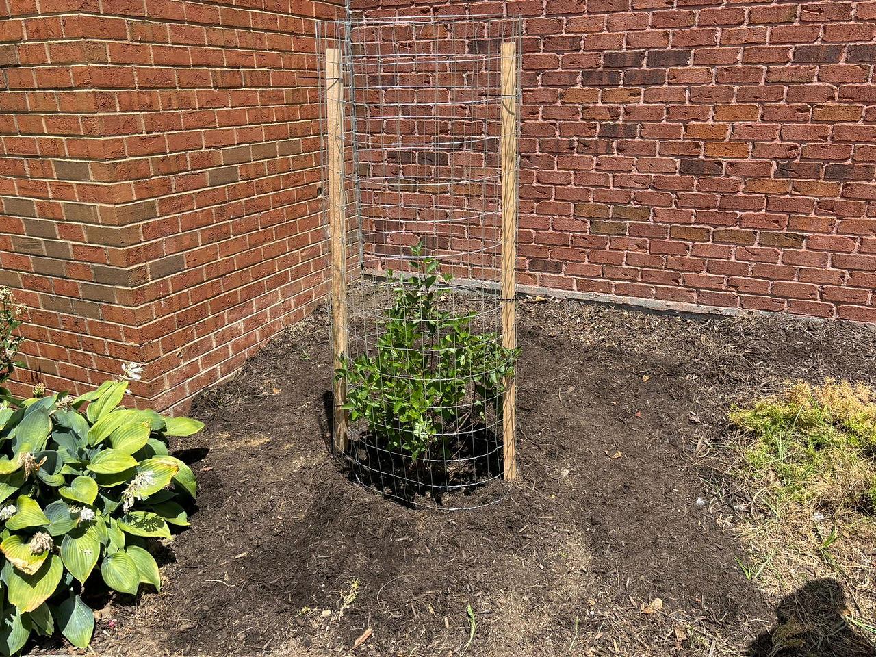 Finished tree planting: planted tree and fenced 
