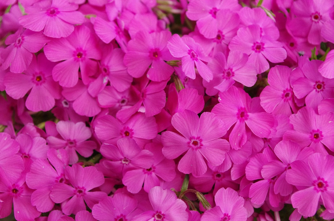 Moss Phlox