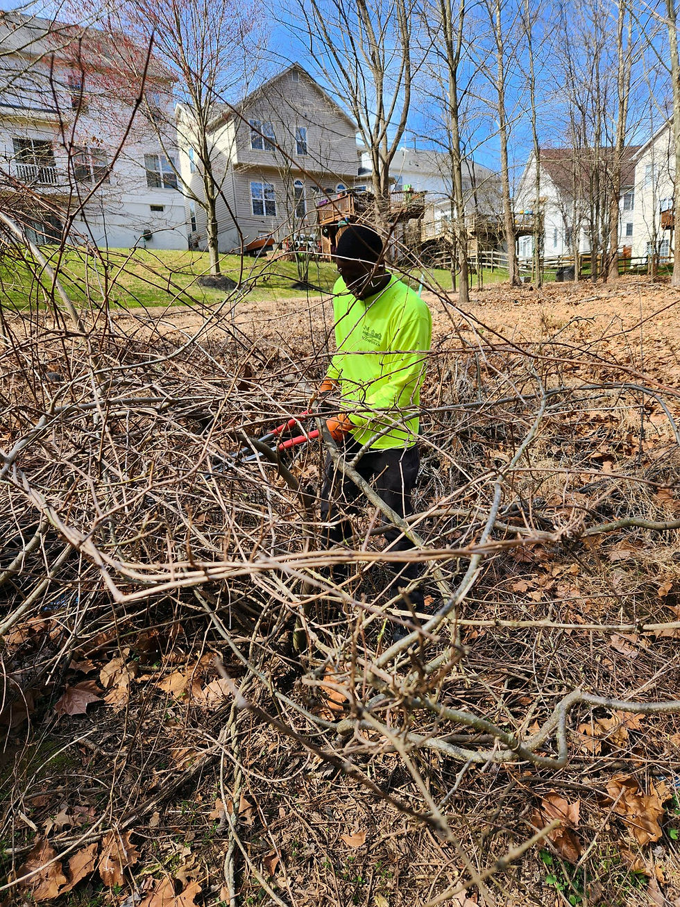 Markell cutting invasive plants down at Emerson
