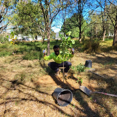 CCN crew planting a tree