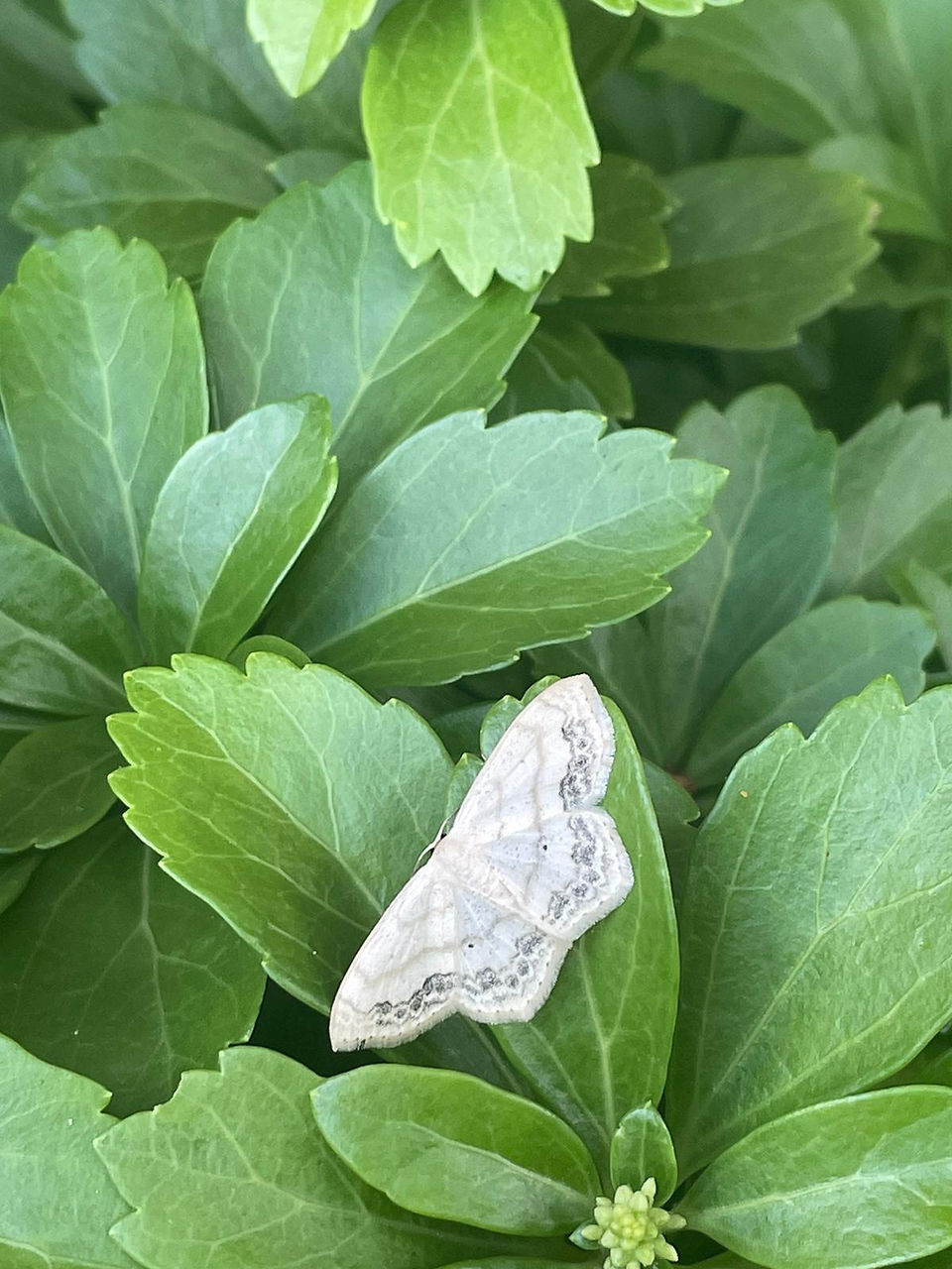 Moth 