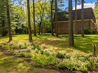 tiarella (1)_edited.jpg