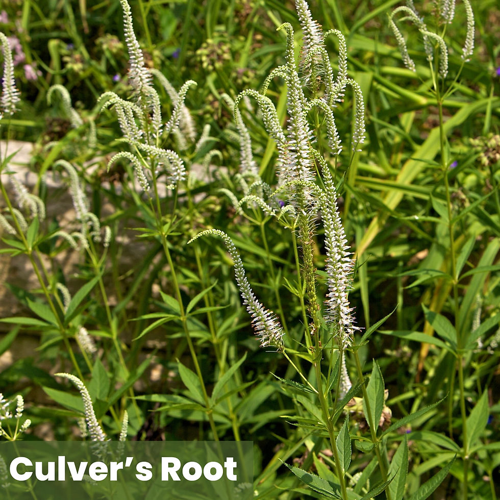 Thumbnail: Native Pollinator Wetland  Package